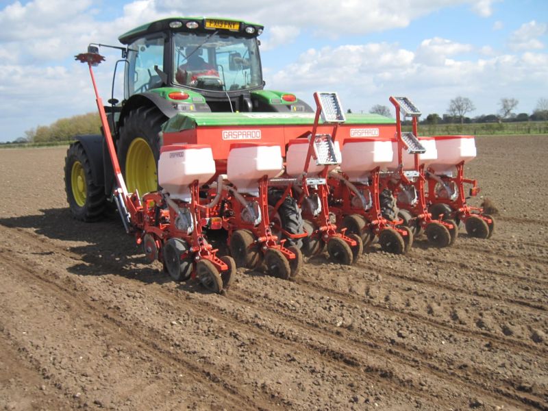 Maschio